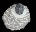 Bargain, Gerastos Trilobite Fossil - Morocco #57625-2